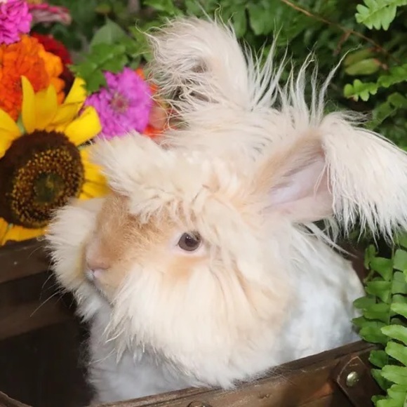 Meet your Posher, Riverside farm - Picture 1 of 1